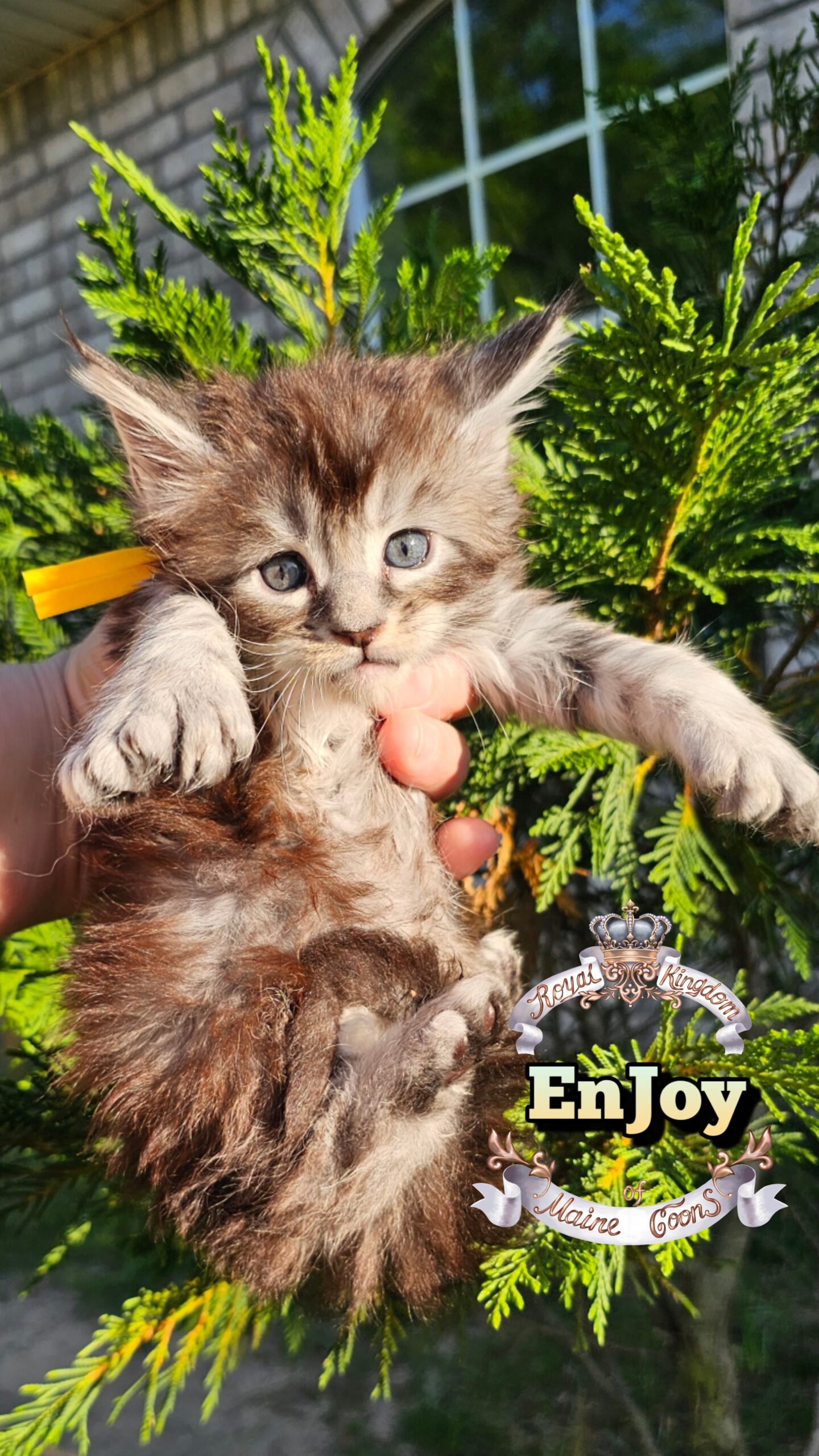 photocollage_20264921220201