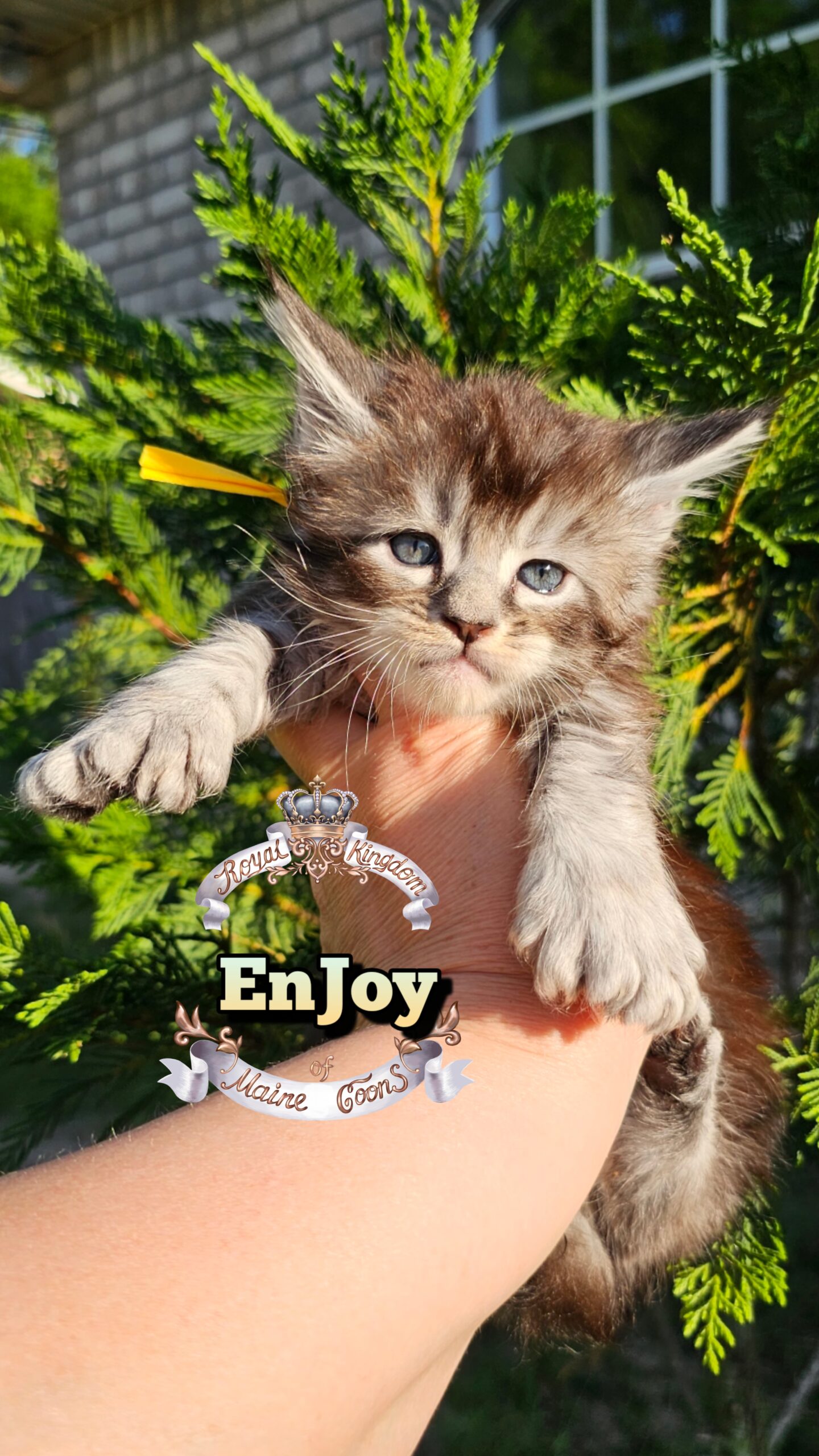 photocollage_202649212221346