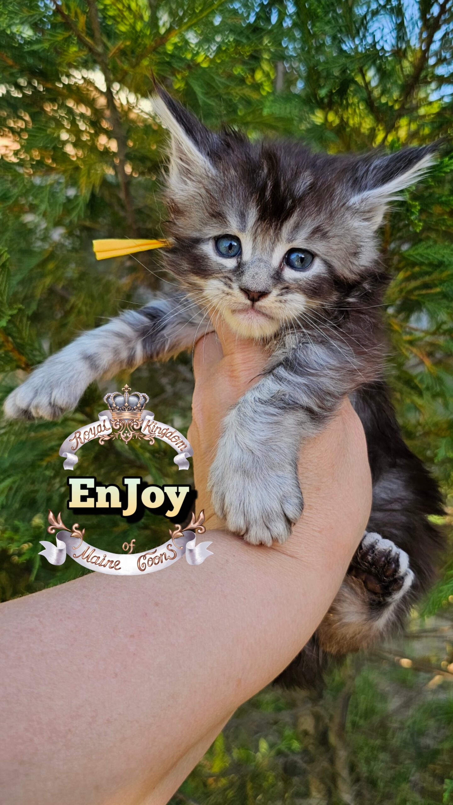 photocollage_20264921232698