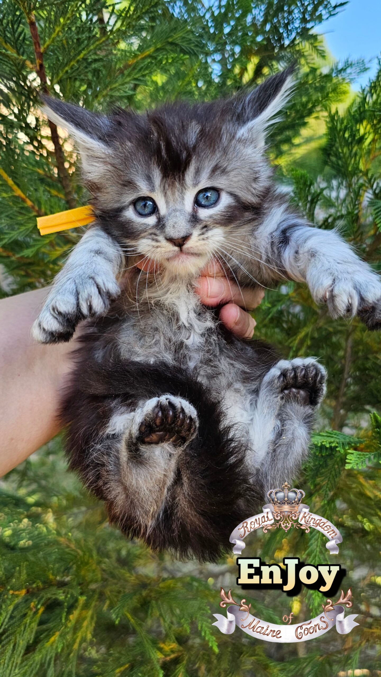 photocollage_20264921247349