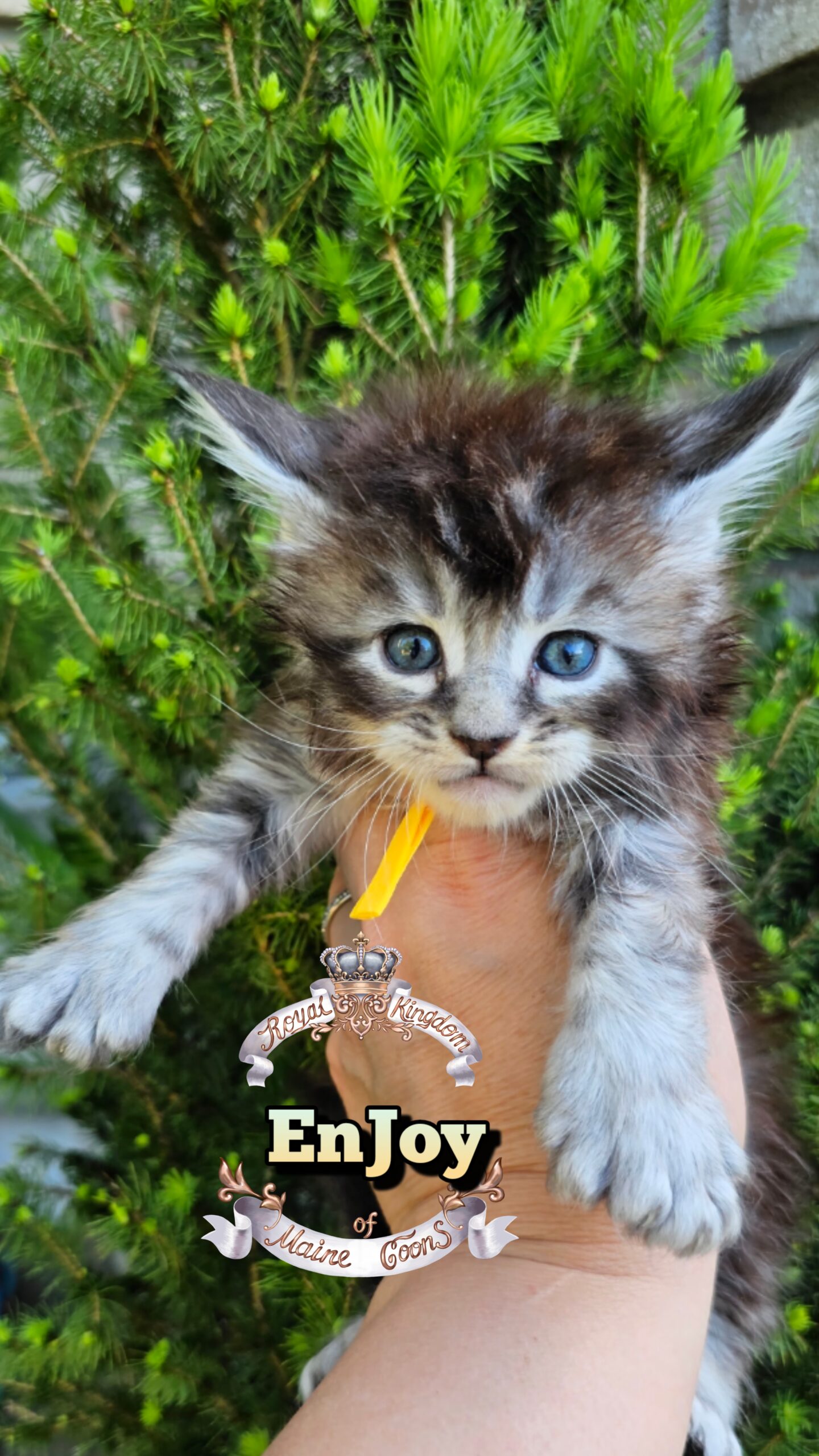 photocollage_20264921825664