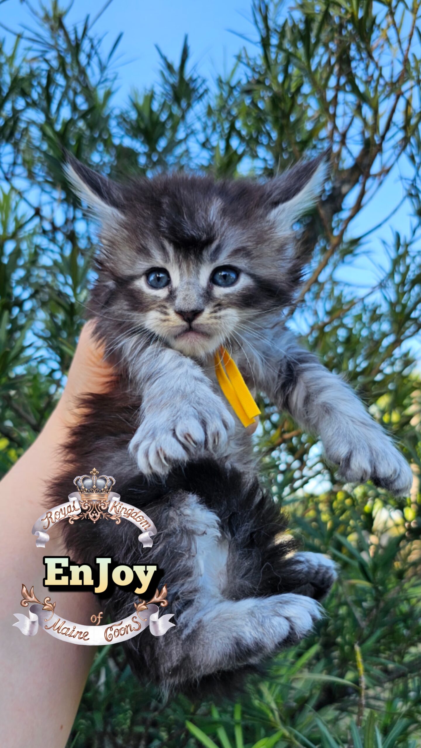 photocollage_20264921914472