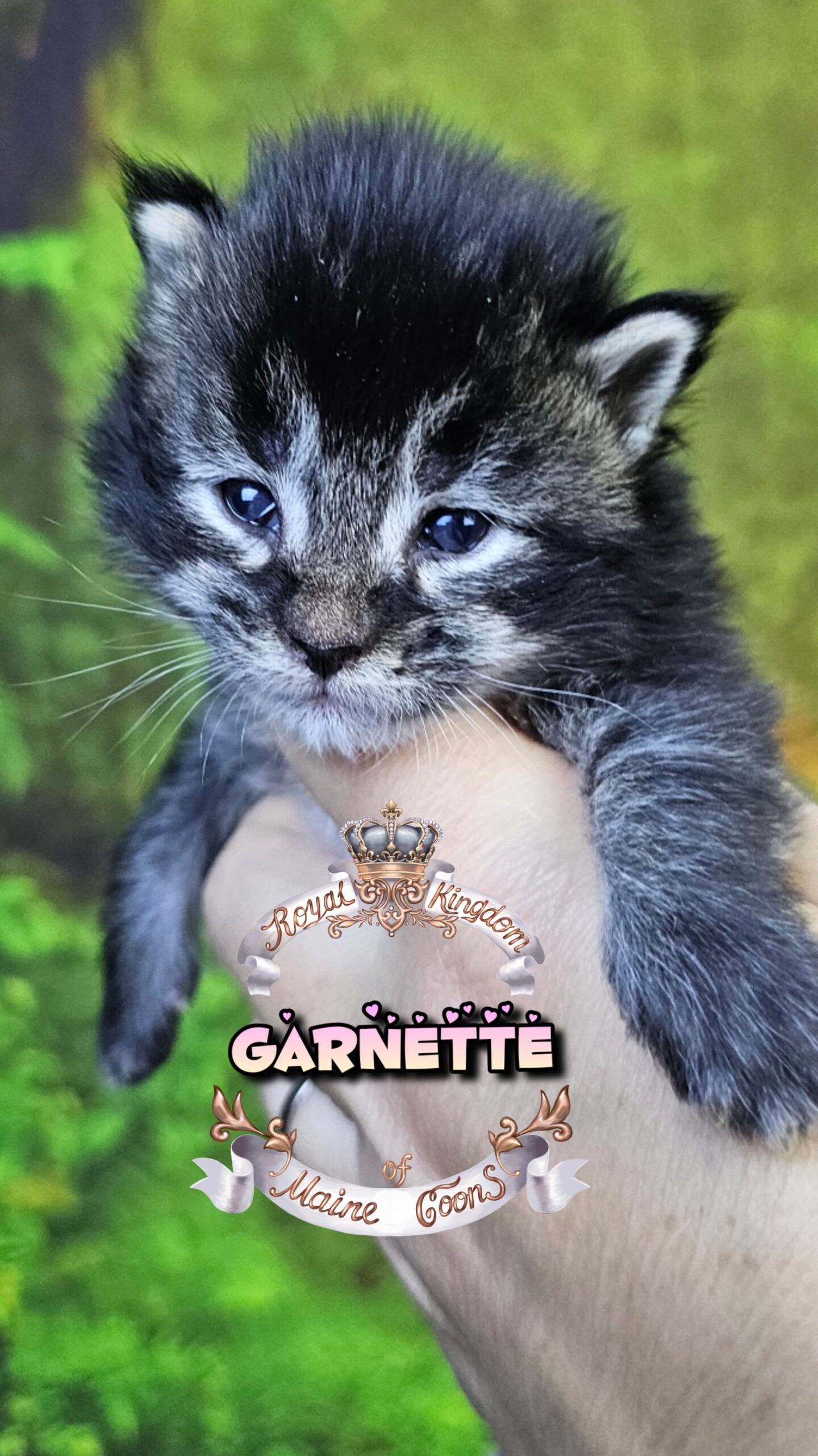 IMG-20260424-WA0018(1)