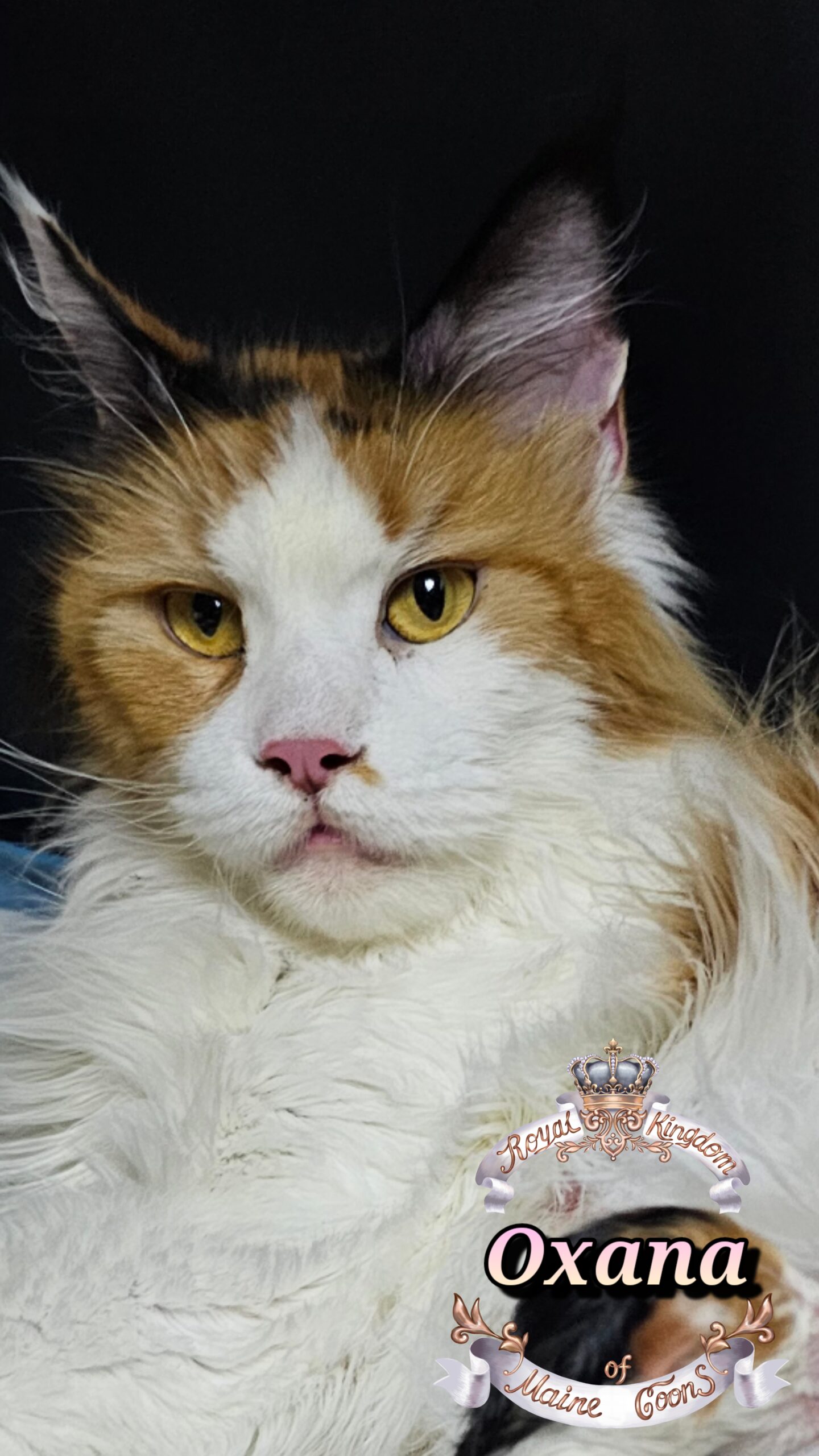 photocollage_20264814215138