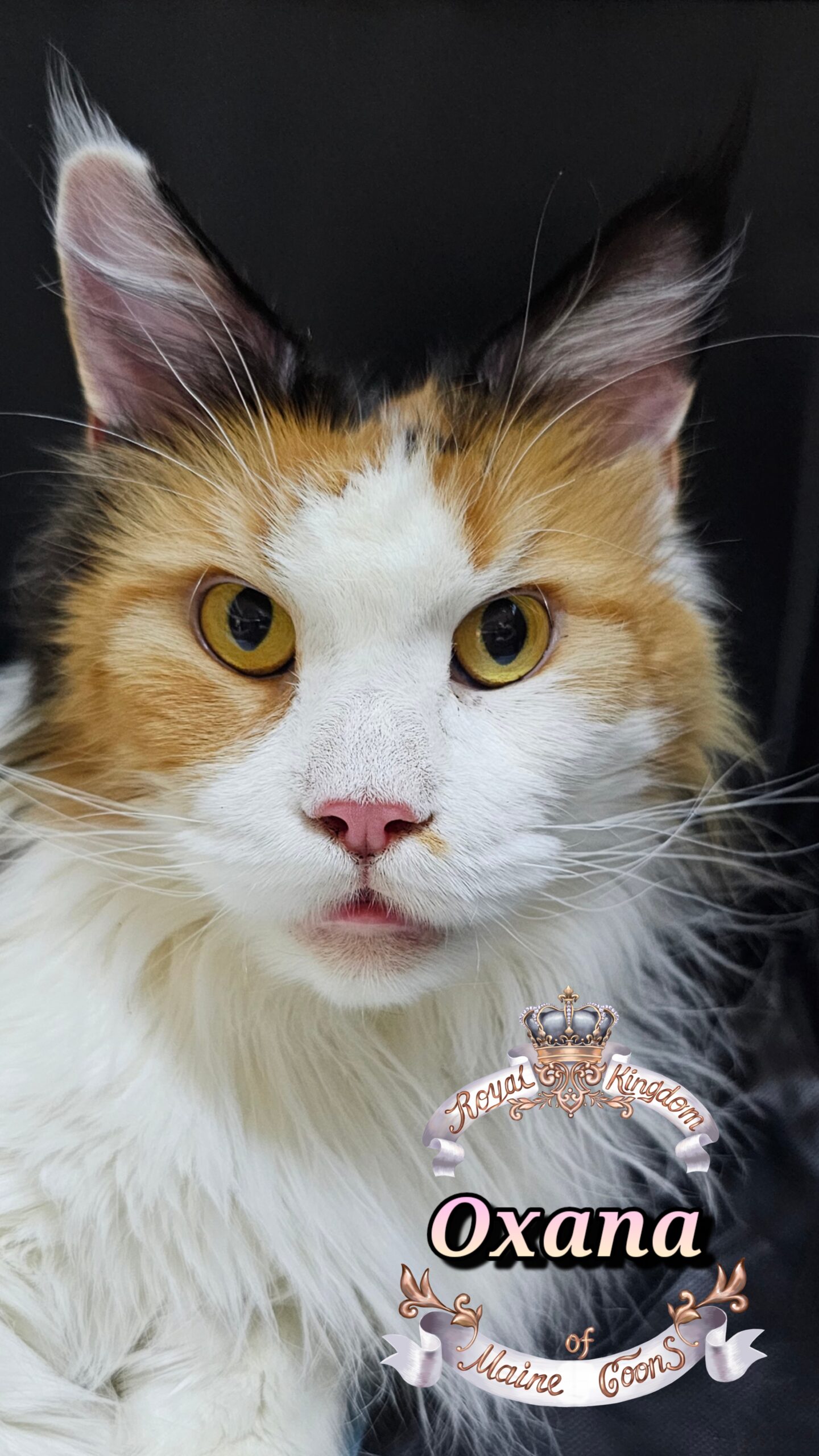 photocollage_20264814614646