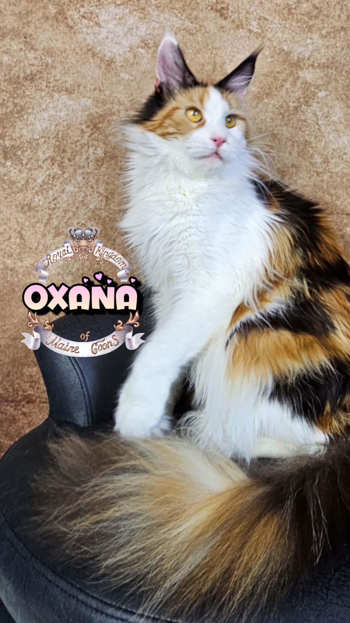 photocollage_20264821025889