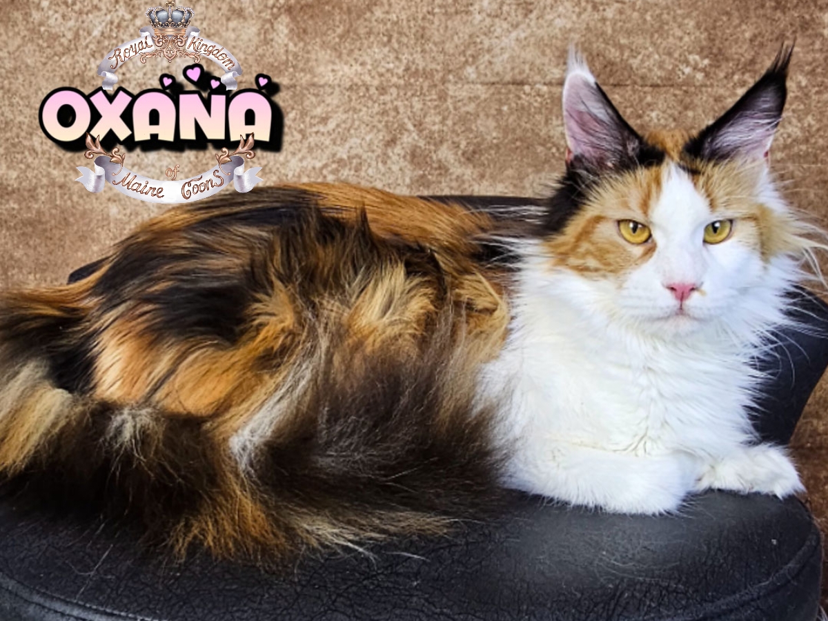 photocollage_20264821155889