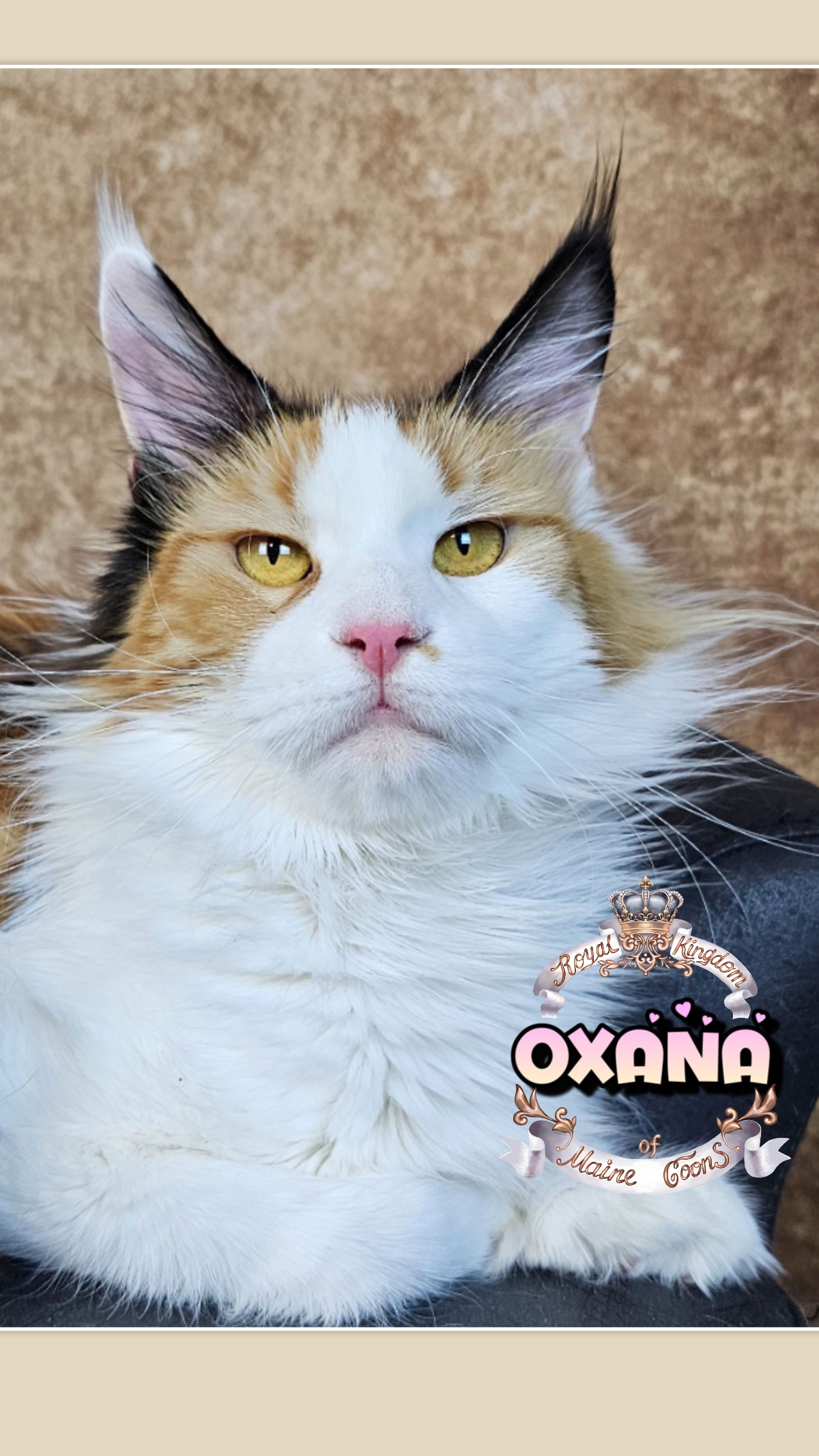 photocollage_2026482119984