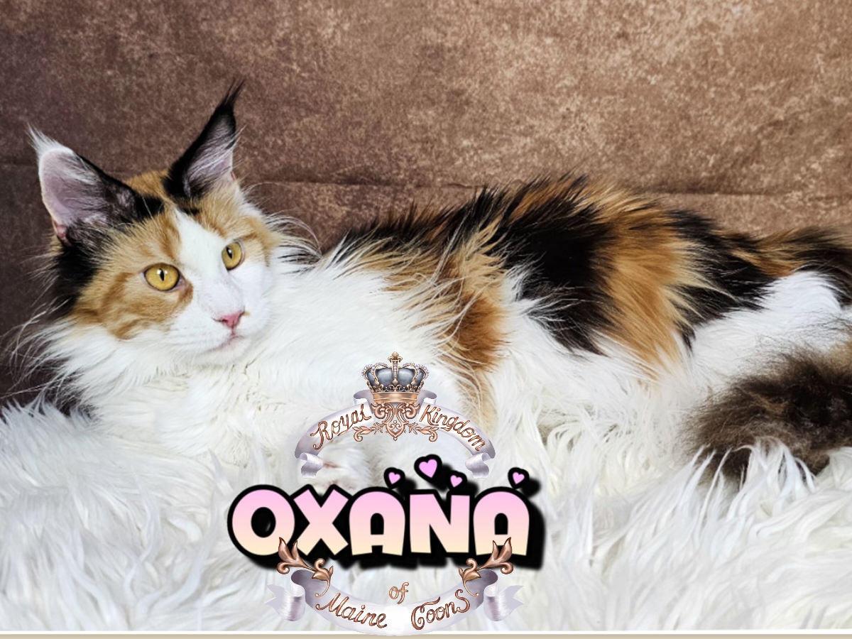 photocollage_20264821241883