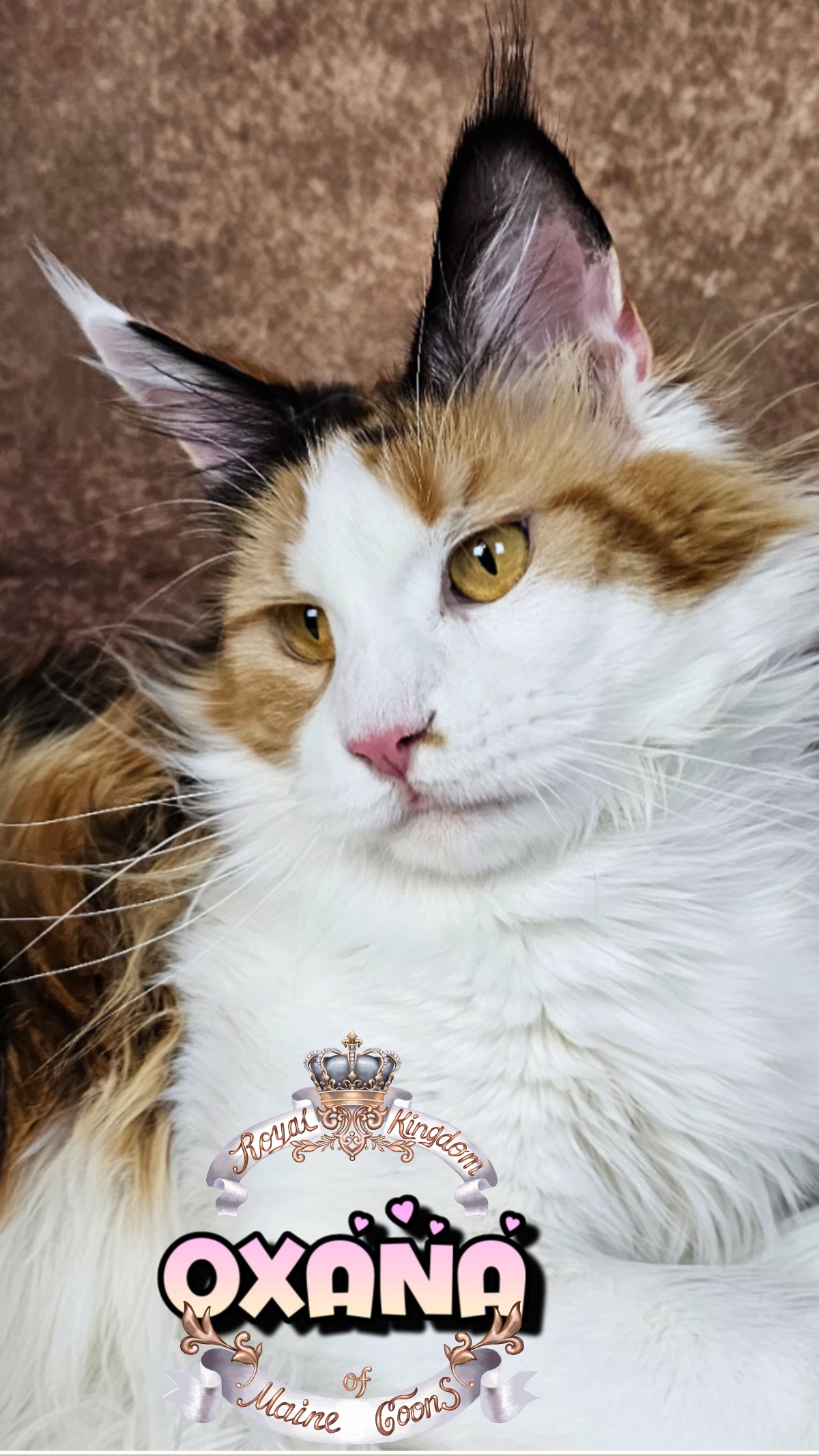 photocollage_2026482911711