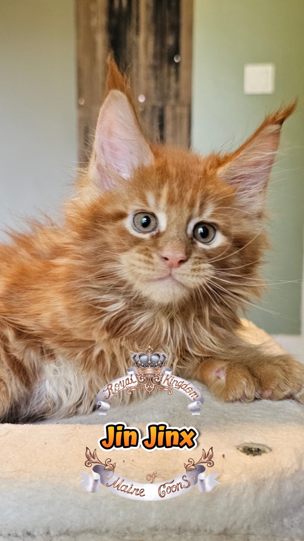 IMG-20260812-WA0002