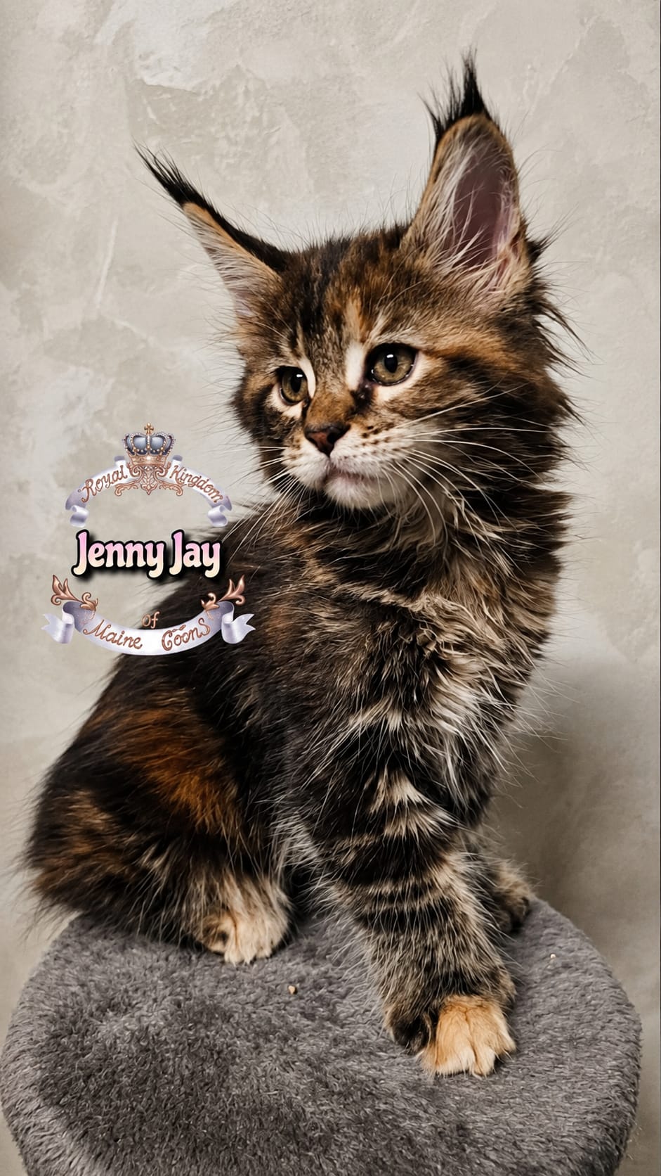 Maine Coon kitten 2