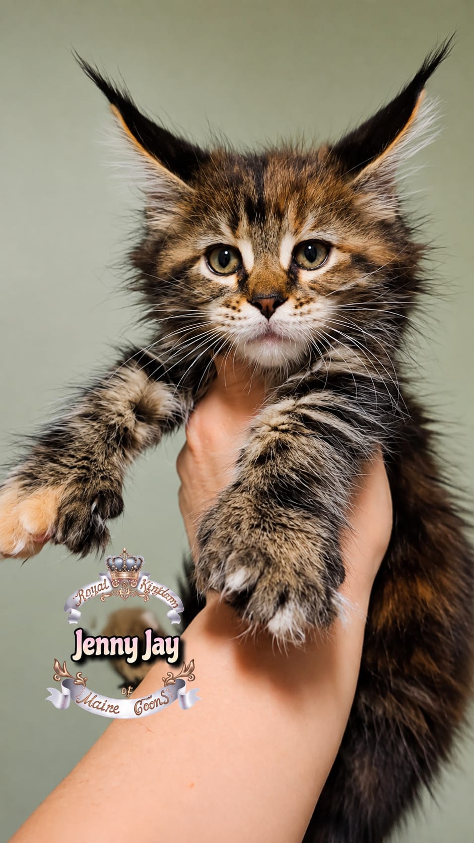 Maine Coon kitten 4