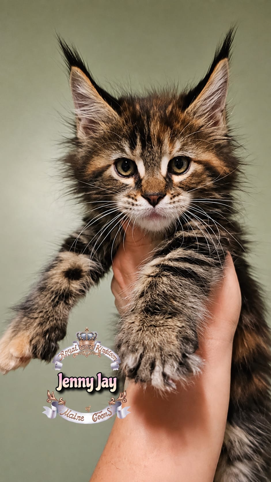 Maine Coon kitten 5