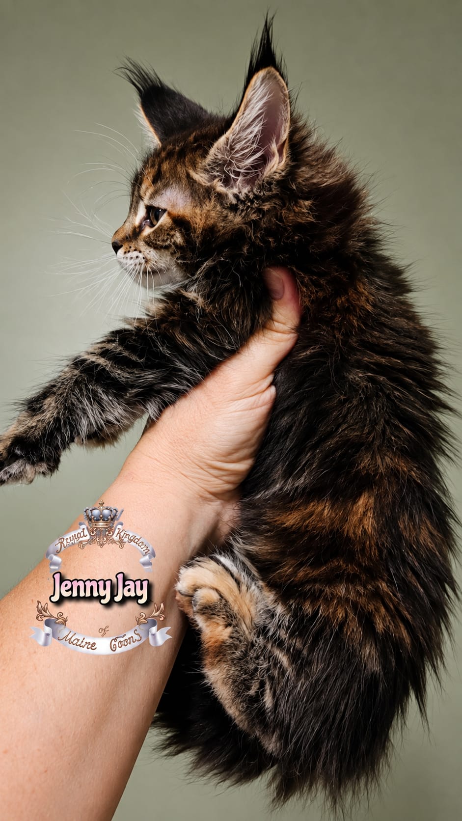 Maine Coon kitten 6