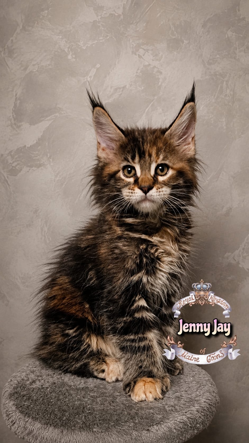 Maine coon kitten