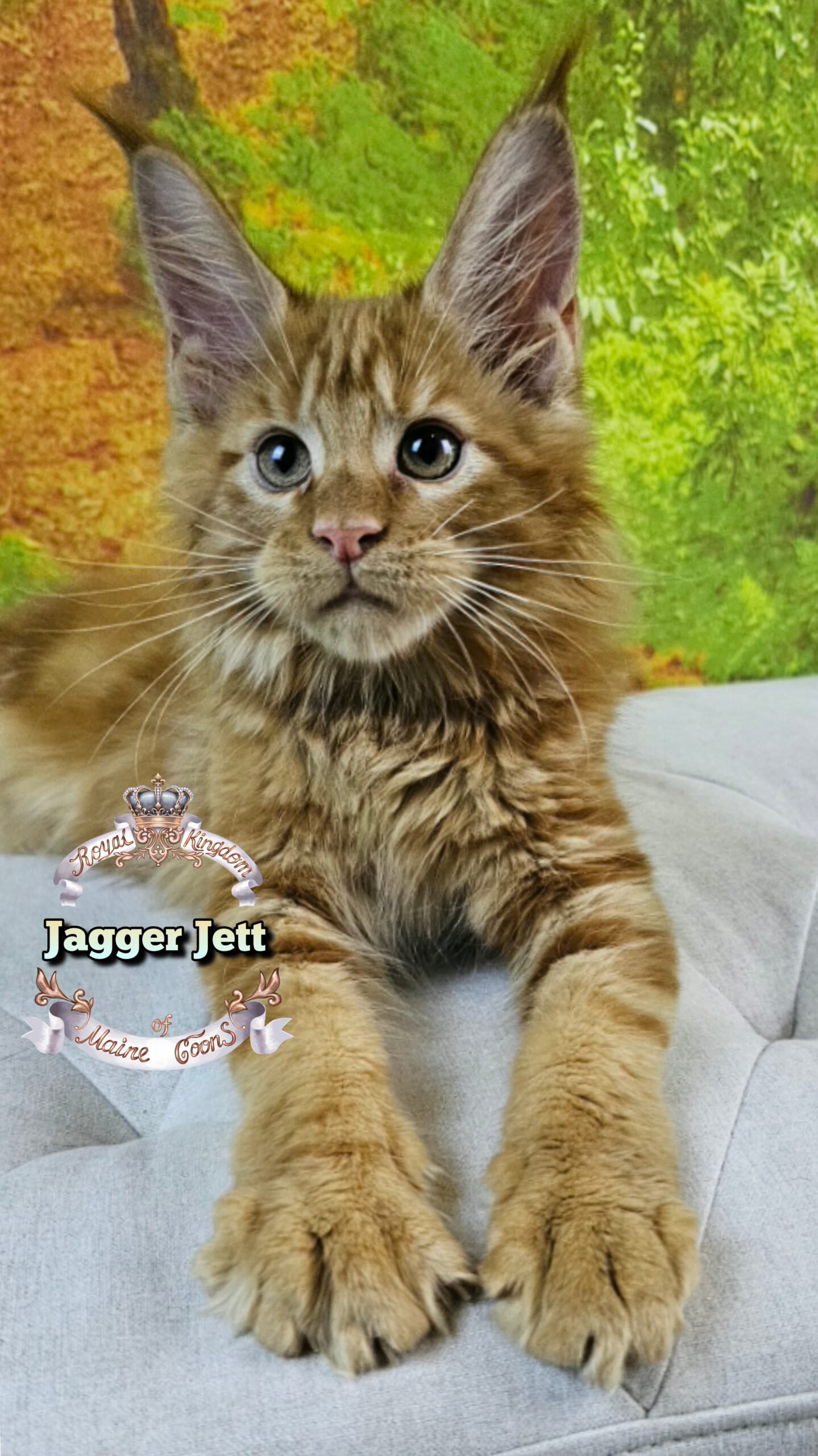 Mainecoon kitten